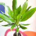 Corn Plant - Dracaena fragrans 'Gold Coast' - Sprouts of Bristol