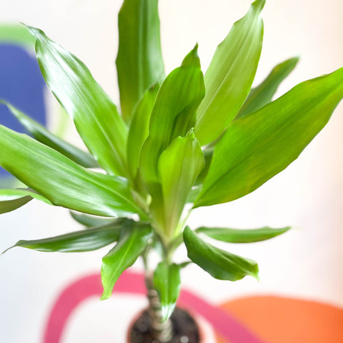 Corn Plant - Dracaena fragrans 'Gold Coast' - Sprouts of Bristol
