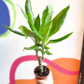 Corn Plant - Dracaena fragrans 'Gold Coast' - Sprouts of Bristol