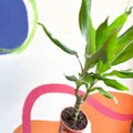 Corn Plant - Dracaena fragrans 'Gold Coast' - Sprouts of Bristol