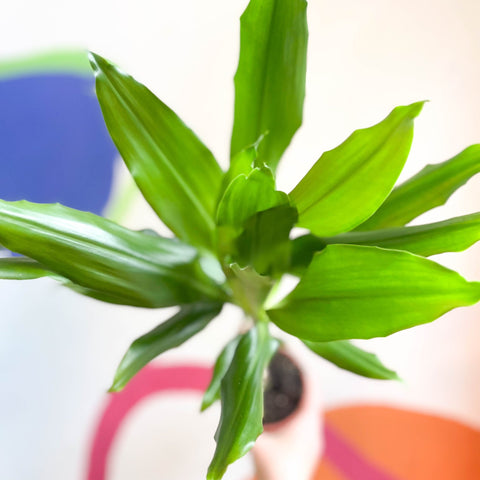 Corn Plant - Dracaena fragrans 'Gold Coast' - Sprouts of Bristol