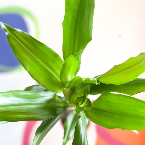 Corn Plant - Dracaena fragrans 'Gold Coast' - Sprouts of Bristol
