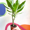 Corn Plant - Dracaena fragrans 'Gold Coast' - Sprouts of Bristol