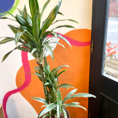 Corn Plant - Dracaena fragrans 'Ulises' - Sprouts of Bristol