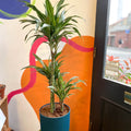 Corn Plant - Dracaena fragrans 'Ulises' - Sprouts of Bristol