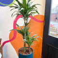 Corn Plant - Dracaena fragrans 'Ulises' - Sprouts of Bristol