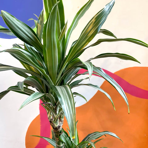 Corn Plant - Dracaena fragrans 'Ulises' - Sprouts of Bristol
