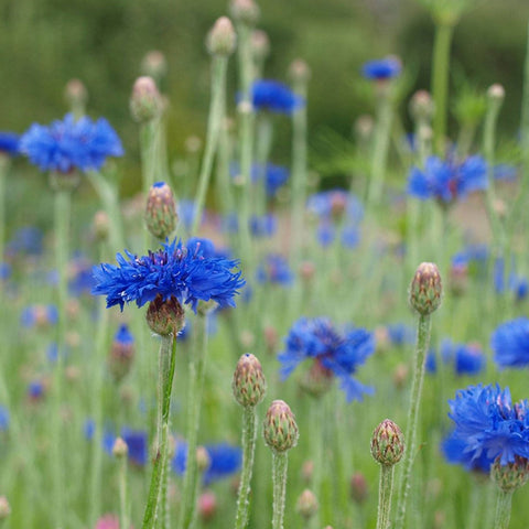 Cornflower Seeds - Sprouts of Bristol