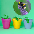 Cornflower Wildflower Seedball Tubes - Sprouts of Bristol