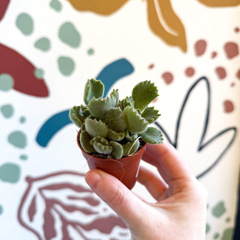 Cotyledon ladismithiensis - Bear Paws Succulent - Sprouts of Bristol