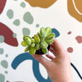 Cotyledon ladismithiensis 'Yellow Variegata' - Bear Paws Succulent - Sprouts of Bristol