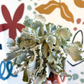Cotyledon undulata - Silver Crown Plant - Sprouts of Bristol
