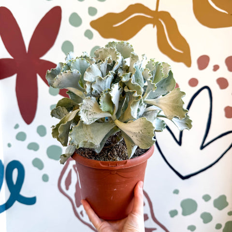 Cotyledon undulata - Silver Crown Plant - Sprouts of Bristol