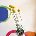 Craspedia globosa 'Golf Beauty' - Billy Buttons - Sprouts of Bristol