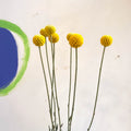 Craspedia globosa 'Golf Beauty' - Billy Buttons - Sprouts of Bristol