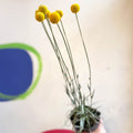 Craspedia globosa 'Golf Beauty' - Billy Buttons - Sprouts of Bristol