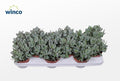 Crassula arborescens subsp. undilatifolia - Curly Jade Plant - Sprouts of Bristol