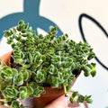 Crassula lanuginosa var. pachystemon 'David' - Sprouts of Bristol