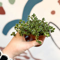 Crassula lanuginosa var. pachystemon 'David' - Sprouts of Bristol
