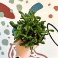 Crassula ovata 'Gollum' - Sprouts of Bristol