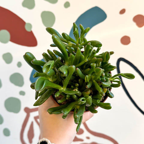 Crassula ovata 'Gollum' - Sprouts of Bristol