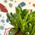Crassula ovata 'Gollum' - Sprouts of Bristol