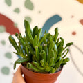 Crassula ovata 'Gollum' - Sprouts of Bristol