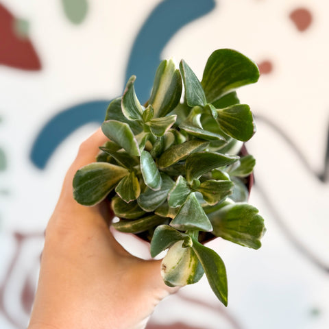 Crassula ovata 'Variegata' - Variegated Jade Plant - Sprouts of Bristol