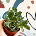 Crassula ovata 'Variegata' - Variegated Jade Plant - Sprouts of Bristol