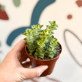 Crassula perforata 'variegata' - Variegated Necklace Vine - Sprouts of Bristol