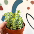 Crassula perforata 'variegata' - Variegated Necklace Vine - Sprouts of Bristol