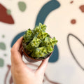 Crassula perforata 'variegata' - Variegated Necklace Vine - Sprouts of Bristol