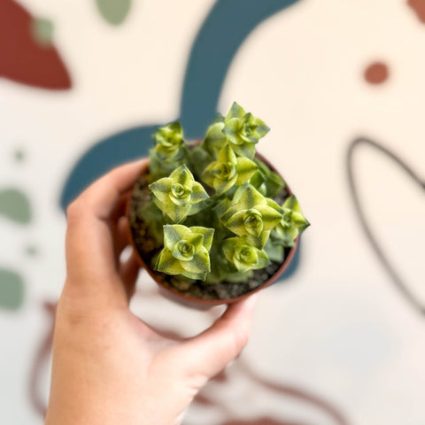 Crassula perforata 'variegata' - Variegated Necklace Vine - Sprouts of Bristol