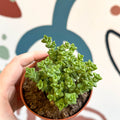 Crassula rupestris ssp. commutata 'Tom Thumb' - Sprouts of Bristol