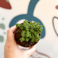 Crassula rupestris ssp. commutata 'Tom Thumb' - Sprouts of Bristol