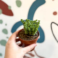 Crassula rupestris ssp. commutata 'Tom Thumb' - Sprouts of Bristol