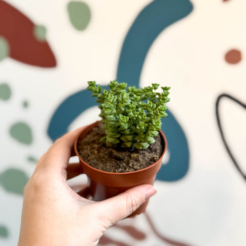 Crassula rupestris ssp. commutata 'Tom Thumb' - Sprouts of Bristol