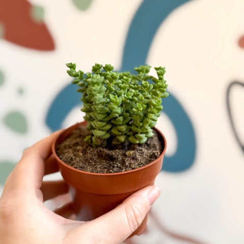 Crassula rupestris ssp. commutata 'Tom Thumb' - Sprouts of Bristol
