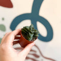 Crassula 'Springtime' - Sprouts of Bristol