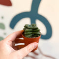 Crassula 'Springtime' - Sprouts of Bristol