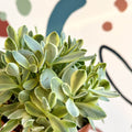 Crassula swaziensis variegata 'Money Maker' - Sprouts of Bristol