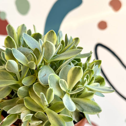 Crassula swaziensis variegata 'Money Maker' - Sprouts of Bristol