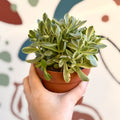 Crassula swaziensis variegata 'Money Maker' - Sprouts of Bristol