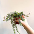 Crassula x rupestris f. marnieriana 'Hottentot' - Jade Necklace - Sprouts of Bristol