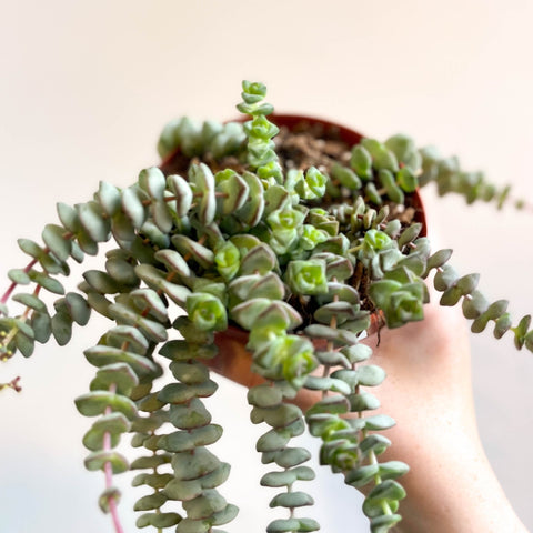 Crassula x rupestris f. marnieriana 'Hottentot' - Jade Necklace - Sprouts of Bristol