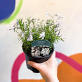 Creeping Phlox - Phlox subulata 'Bavaria' - British Grown Evergreen Perennial Alpine - Sprouts of Bristol