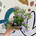 Creeping Phlox - Phlox subulata 'Fort Hill' - British Grown Evergreen Perennial Alpine - Sprouts of Bristol