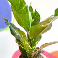 Croton - Codiaeum variegatum var. pictum 'Magnificent' - Sprouts of Bristol