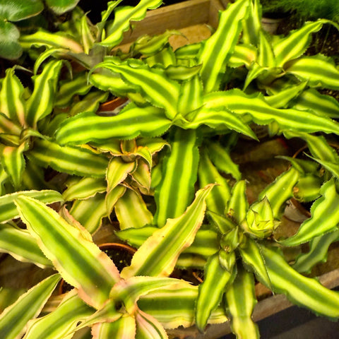 Cryptanthus bivittatus - Earth Star Plant Lucky Dip - Sprouts of Bristol