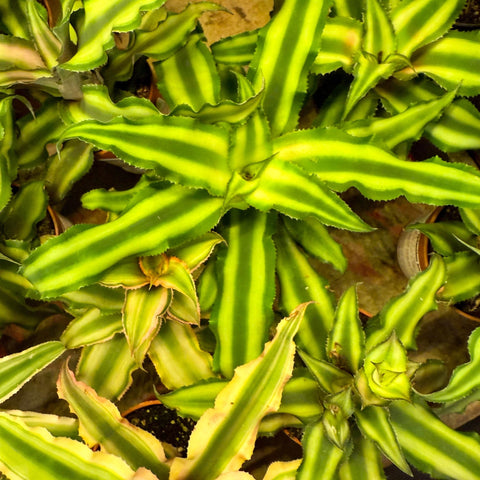Cryptanthus bivittatus - Earth Star Plant Lucky Dip - Sprouts of Bristol